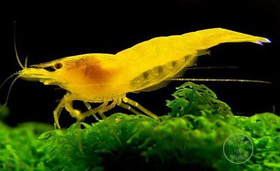 黄金米虾——《碧水风和》
